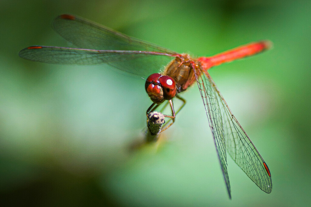 Cardinal Meadowhawk Dragonfly  by berelaxed