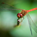 Cardinal Meadowhawk Dragonfly  by berelaxed