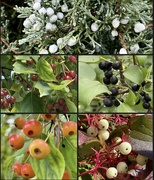 19th Sep 2023 - Autumn Berries