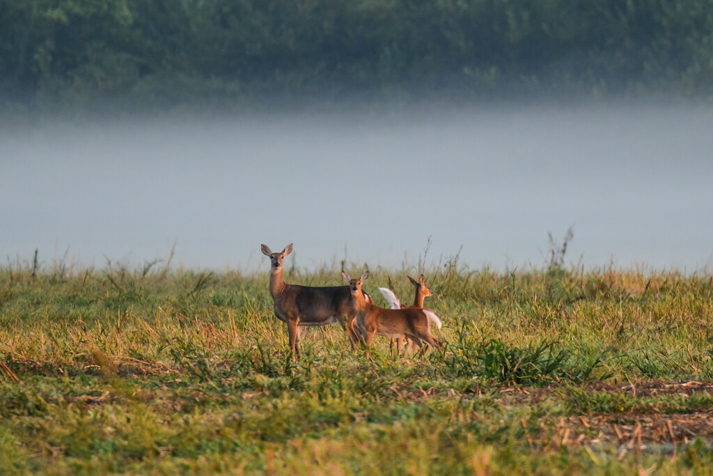 Mama and Babies with Fog Backdrop by kareenking