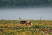 15th Sep 2023 - Mama and Babies with Fog Backdrop