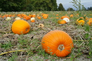 19th Sep 2023 - Pumpkin Patch. 