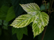 19th Sep 2023 - A leaf