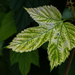A leaf by haskar