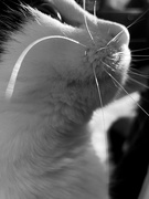 19th Sep 2023 - Whiskers