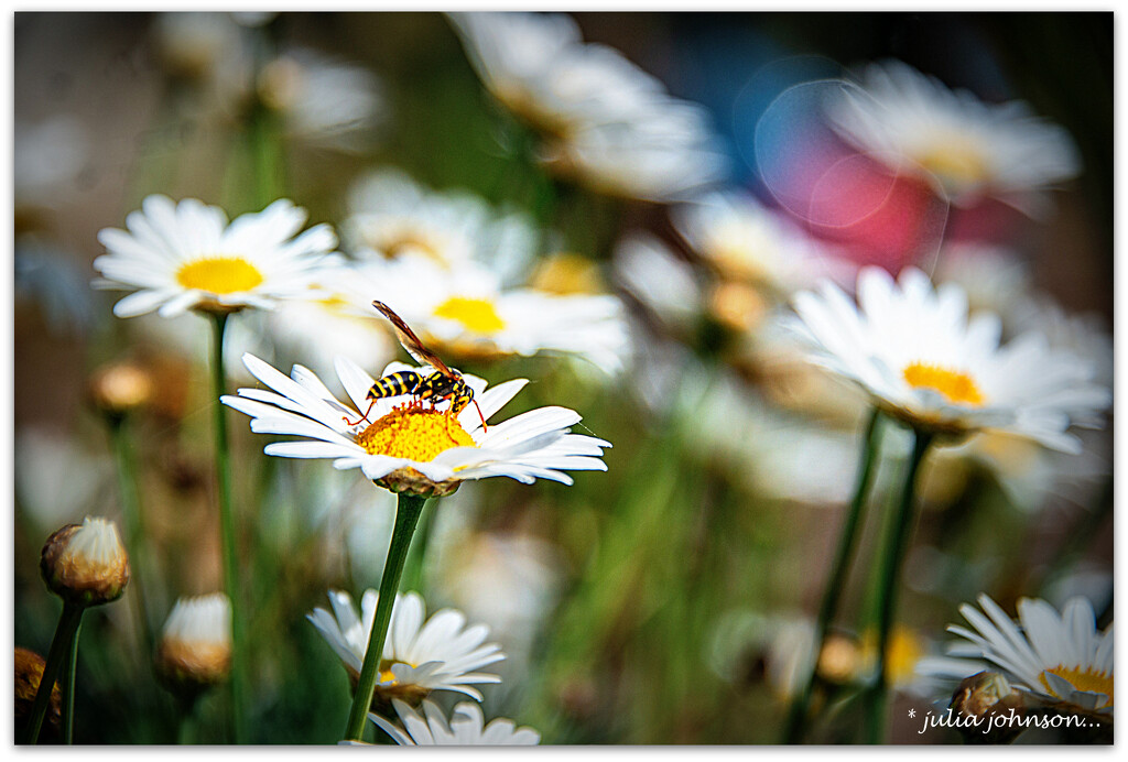 Daisies, Wasp and Bokeh.. by julzmaioro