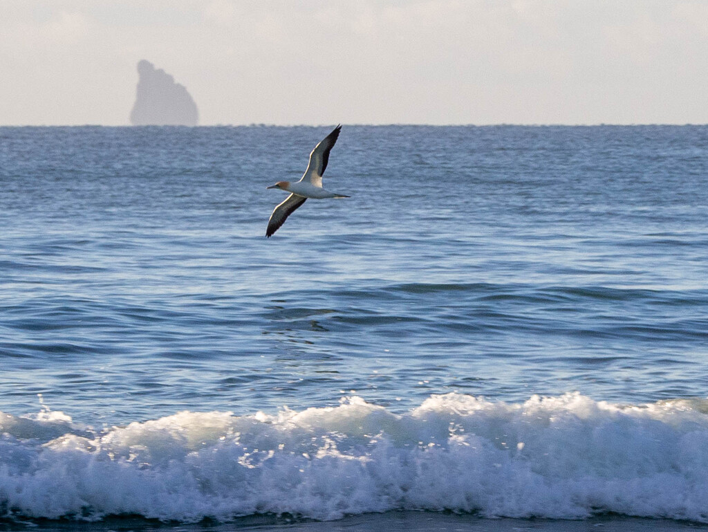 Gannet in flight   by christinav