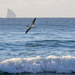 Gannet in flight   by christinav
