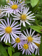 18th Sep 2023 - Michaelmas Daisies