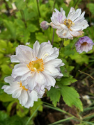 19th Sep 2023 - Anemone - Frilly Knickers