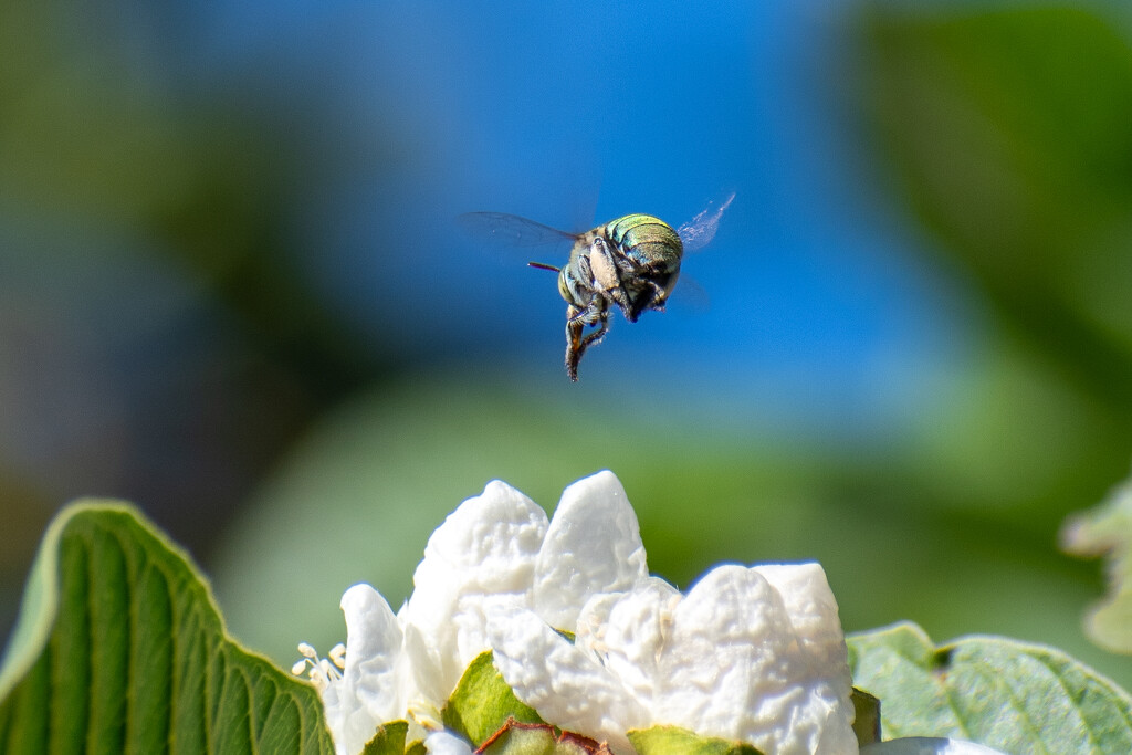I found a bee in a guava tree by nannasgotitgoingon
