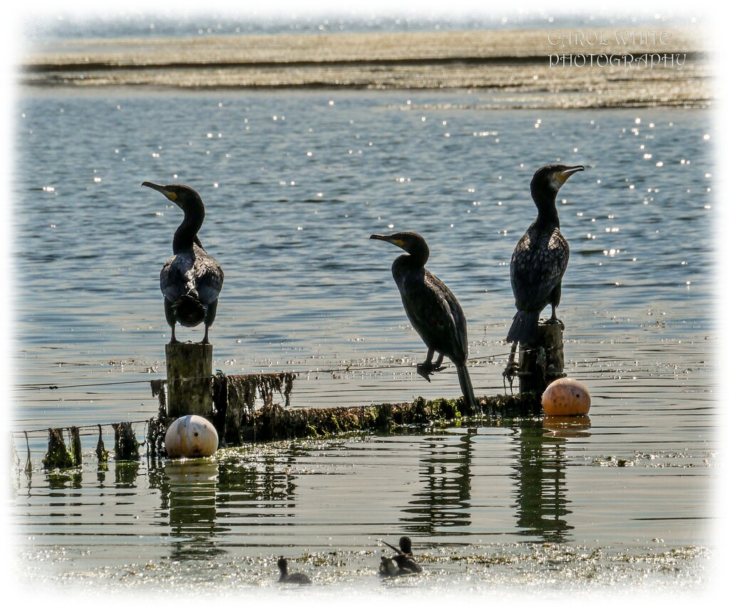Sunbathing Cormorants by carolmw