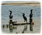 20th Sep 2023 - Sunbathing Cormorants