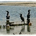 Sunbathing Cormorants