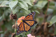 20th Sep 2023 - Monarch Butterfly
