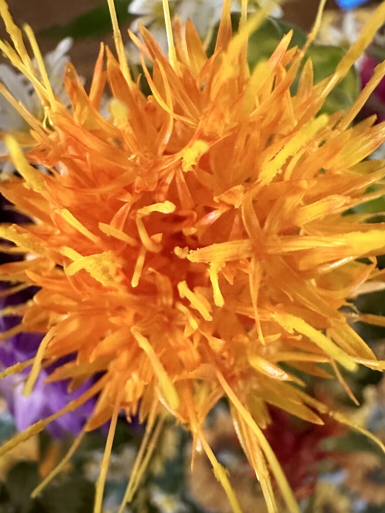 Safflower by shutterbug49