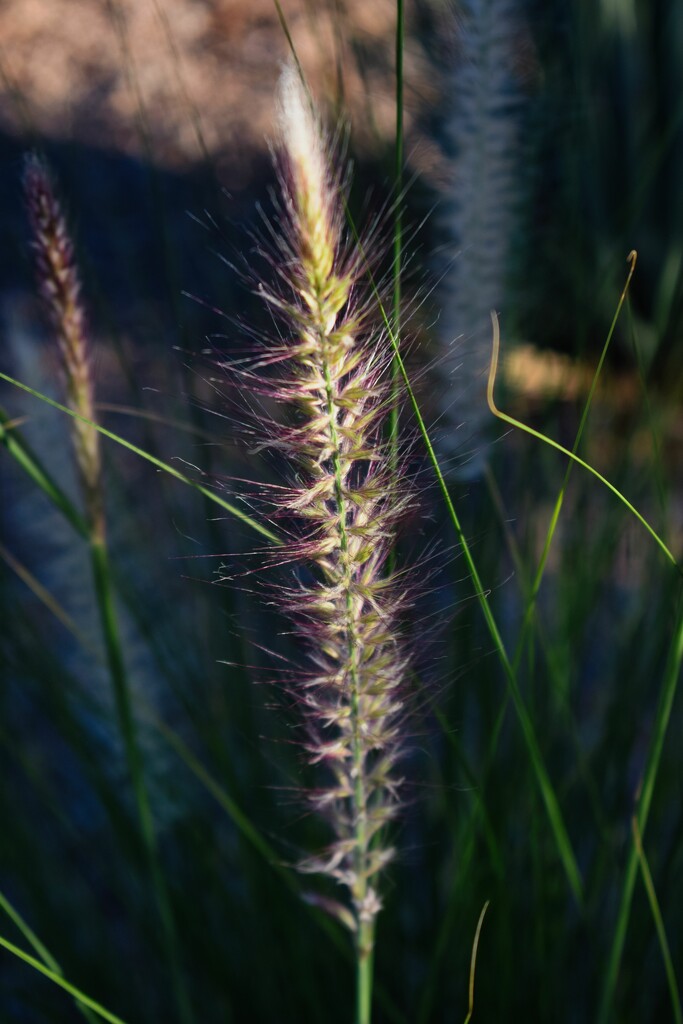 9 19 Grass stem by sandlily