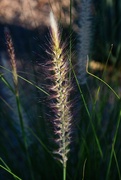 19th Sep 2023 - 9 19 Grass stem