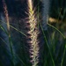 9 19 Grass stem