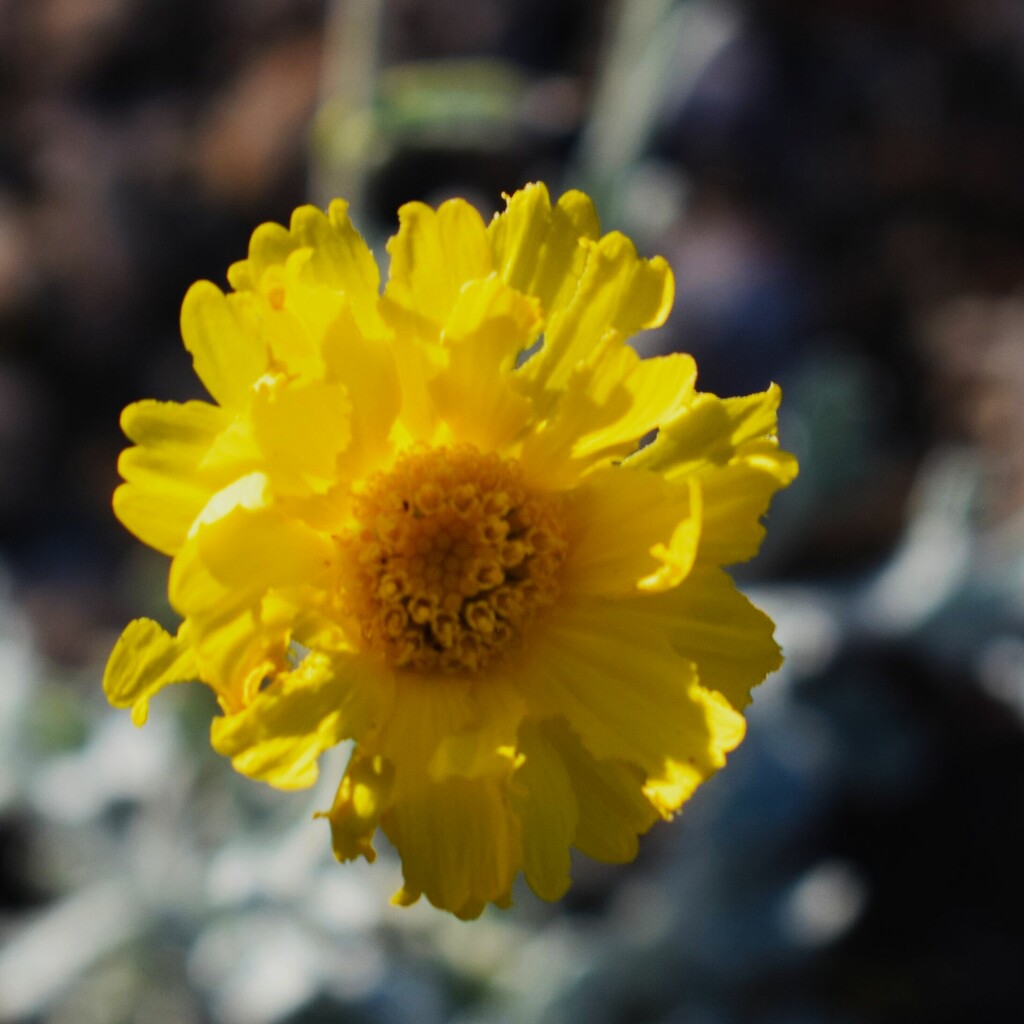 9 19 Sunshine flower by sandlily