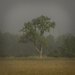 Misty morning…… by billdavidson