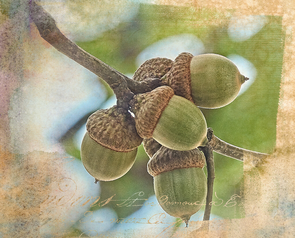 A Cluster of Acorns by gardencat