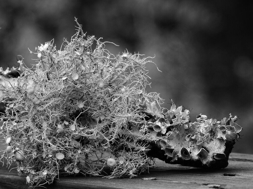 Lichens... by marlboromaam