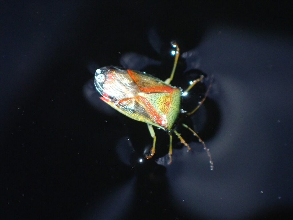 swimming shield bug by speedwell