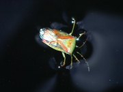 17th Jul 2023 - swimming shield bug