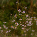 Little purple flowers
