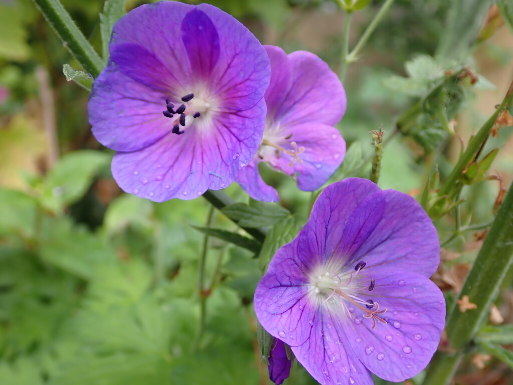 purple blooms in the rain by speedwell