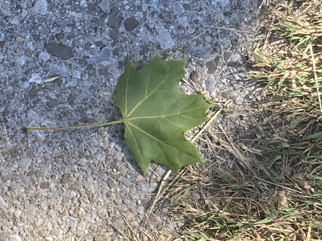 Today I…Saw a Leaf by spanishliz