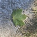 Today I…Saw a Leaf by spanishliz