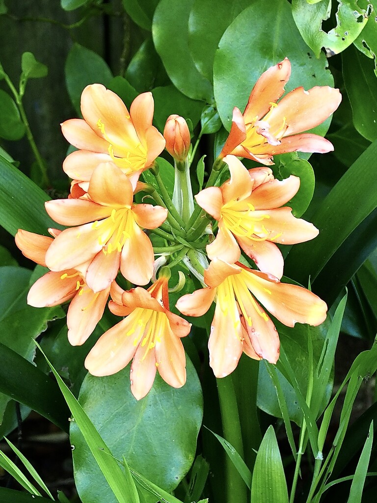 Clivia flowers  by Dawn