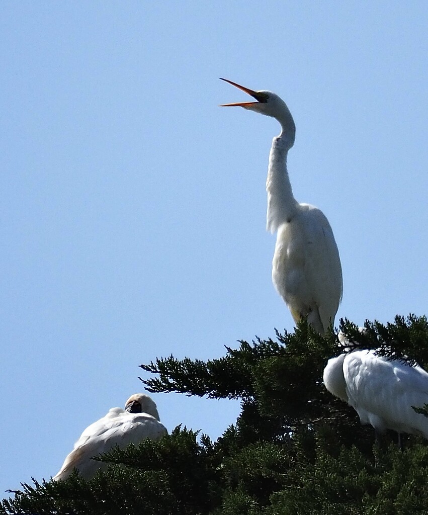 The odd man out among all the spoonbills , the  great white heron  or great egret  , builds their nests in trees near water too  by Dawn