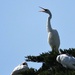 The odd man out among all the spoonbills , the  great white heron  or great egret  , builds their nests in trees near water too 
