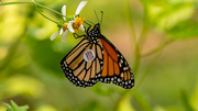 18th Sep 2023 - Monarch Butterfly!