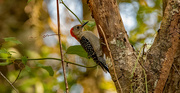 19th Sep 2023 - Red Bellied Woodpecker!