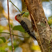 Red Bellied Woodpecker!