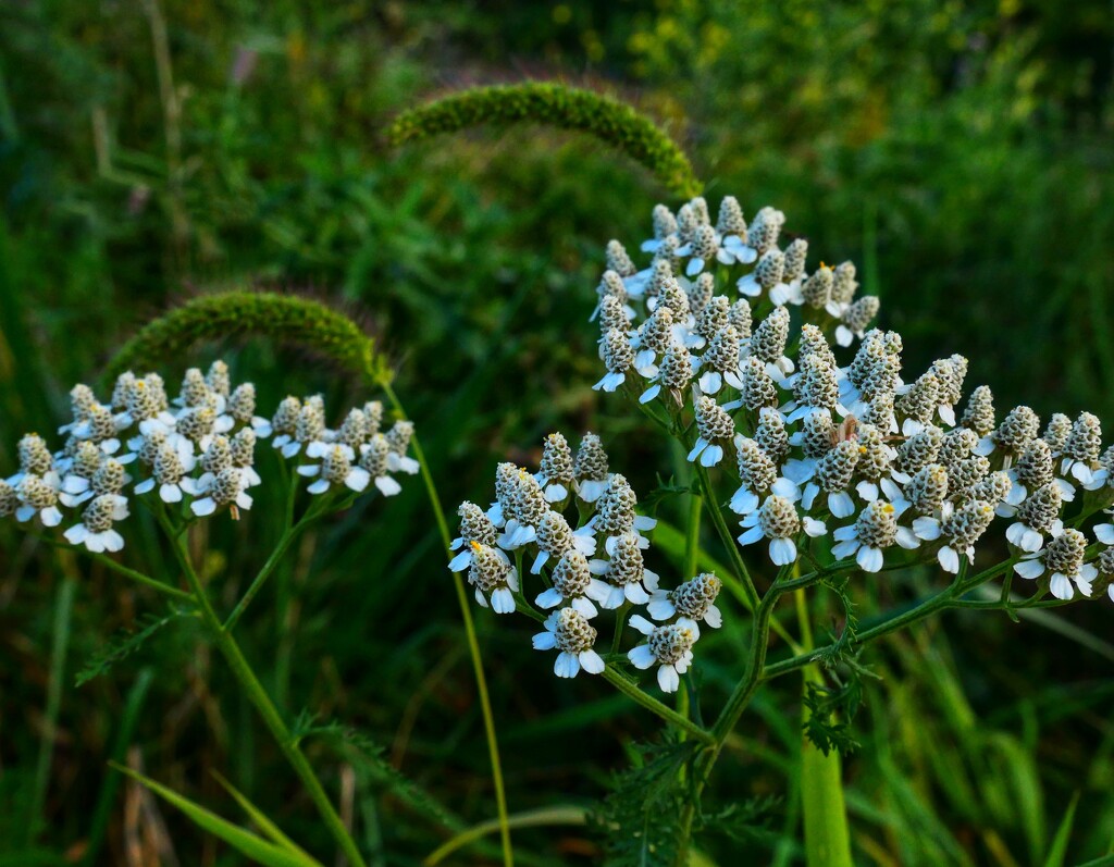 Common Yarrow by amyk