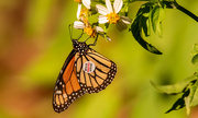 20th Sep 2023 - Alright, One More Monarch Butterfly!