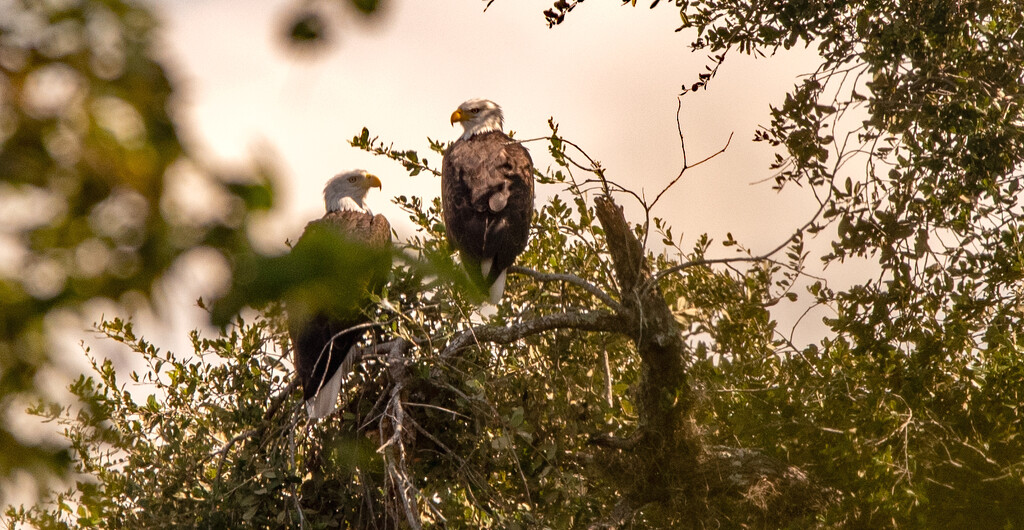 Bald Eagle Couple! by rickster549