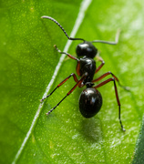 19th Sep 2023 - Black Ant