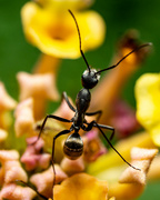 15th Aug 2023 - Black Ant on Flower head