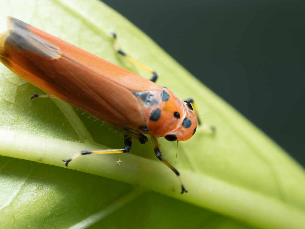 Bug on leaf. by ianjb21
