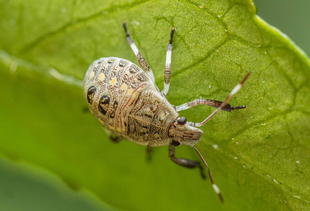 Bug on a leaf. by ianjb21