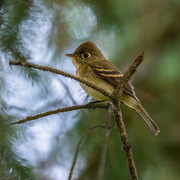 20th Sep 2023 - Pacific-slope Flycatcher