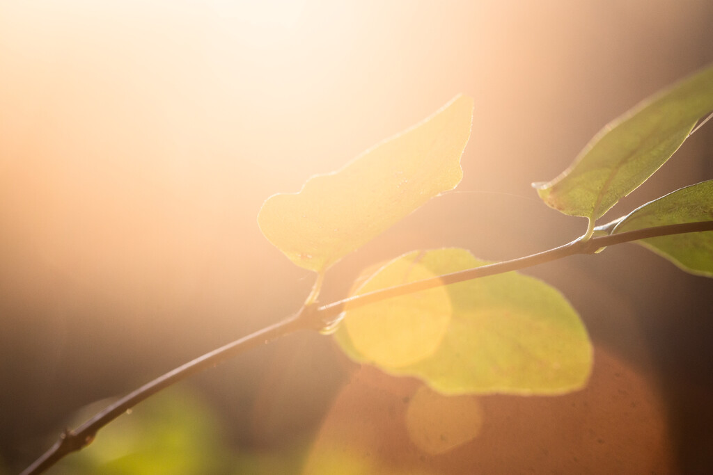 Pretty Backyard Evening Light by tina_mac