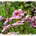 Japanese Anemones