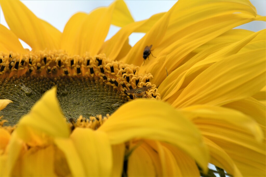 Sunflower in part........... by ziggy77